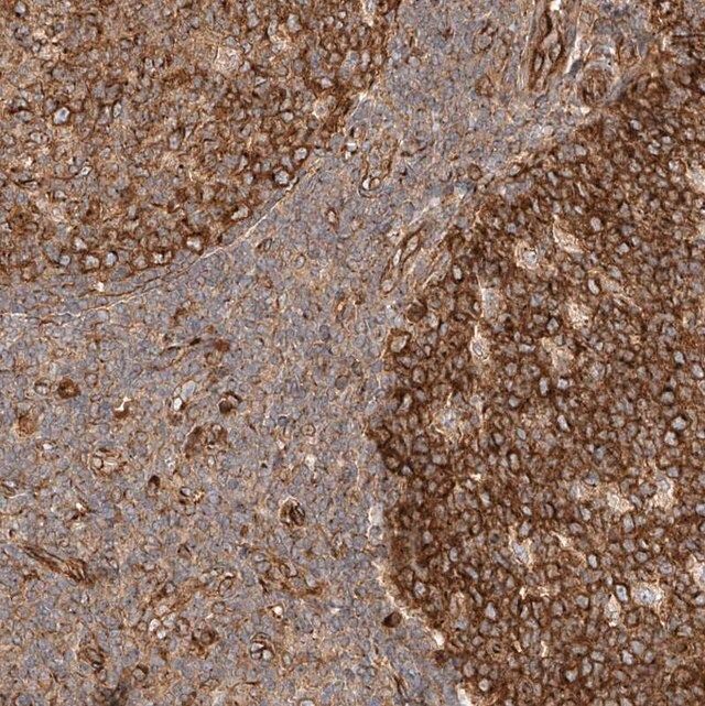 Anti-NAP1L1 antibody produced in rabbit