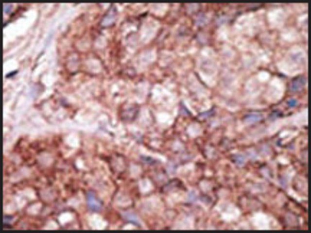 Anti-Mouse Tlr6 (C-term) antibody produced in rabbit