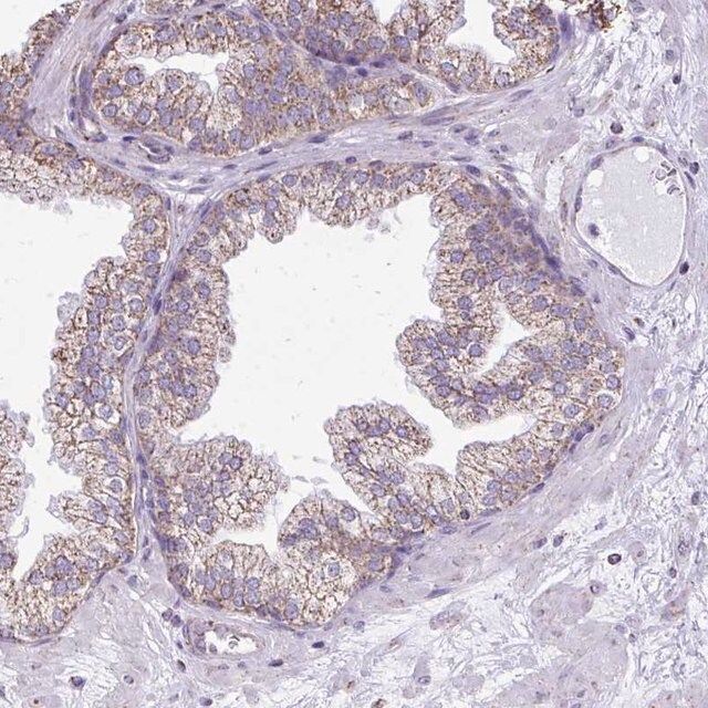 Anti-MPZL2 antibody produced in rabbit