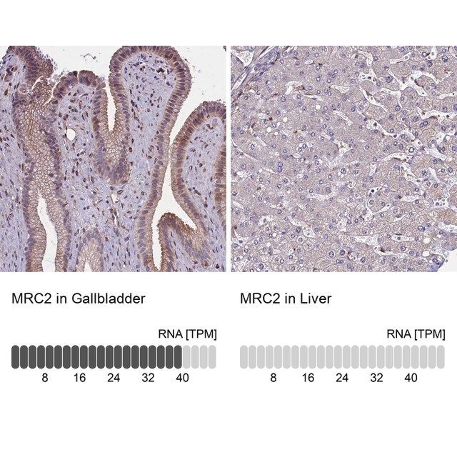 Anti-MRC2 antibody produced in rabbit