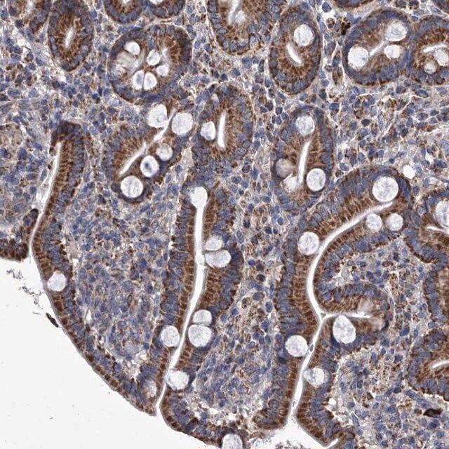 Anti-MRGPRD antibody produced in rabbit