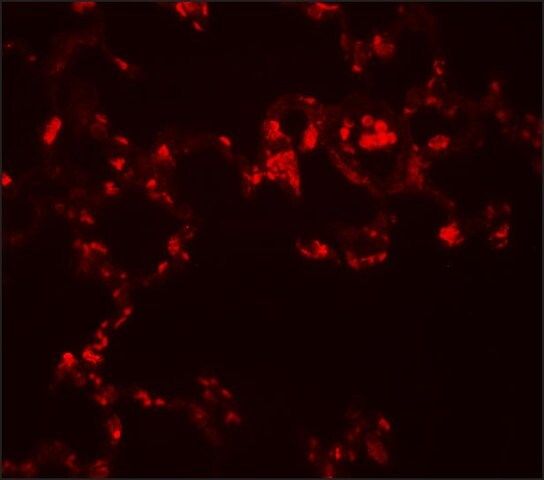 Anti-MRE11 antibody produced in rabbit