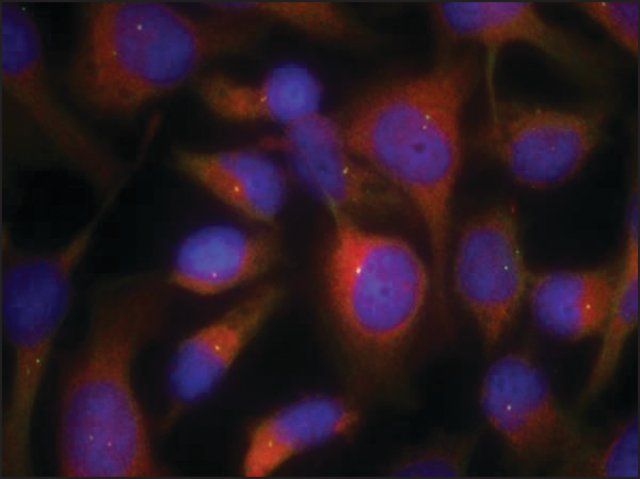 Anti-MRCL3 (Ab-18) antibody produced in rabbit