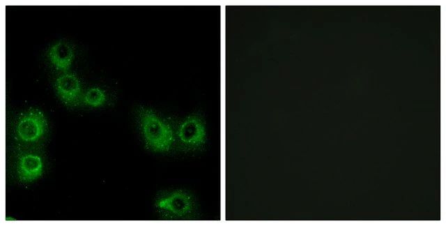 Anti-MRGX3 antibody produced in rabbit