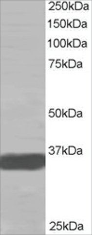 Anti-MRGX antibody produced in goat