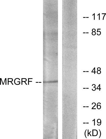 Anti-MRGRF antibody produced in rabbit