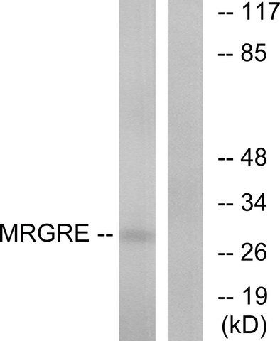 Anti-MRGRE antibody produced in rabbit