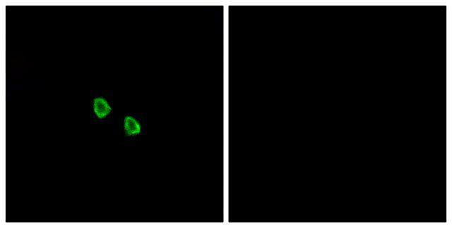 Anti-MRGX1 antibody produced in rabbit