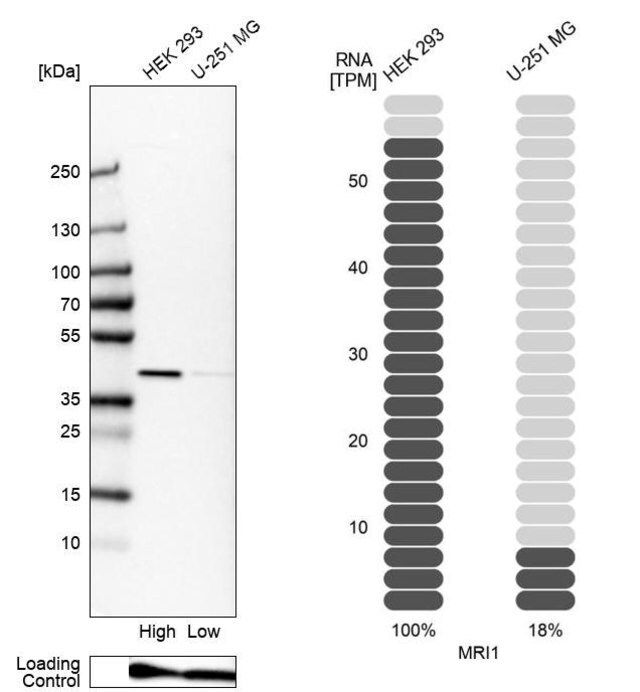 Anti-MRI1 antibody produced in rabbit