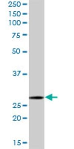 Anti-MRPL28 antibody produced in mouse