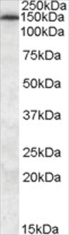 Anti-MRP5 antibody produced in goat