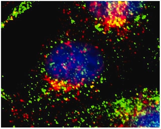 Anti-MRCK alpha antibody produced in rabbit