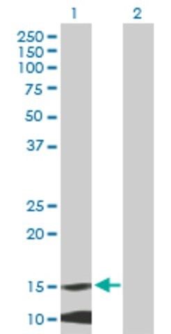 Anti-MRPL42 antibody produced in mouse