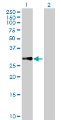 Anti-MRPL10 antibody produced in mouse