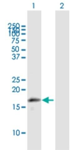 Anti-MRPL43 antibody produced in mouse