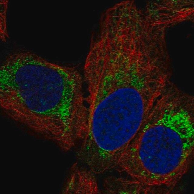 Anti-MRPL14 antibody produced in rabbit