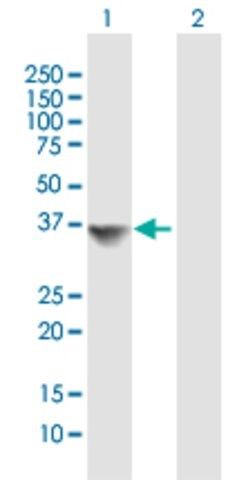 Anti-MRPL19 antibody produced in mouse