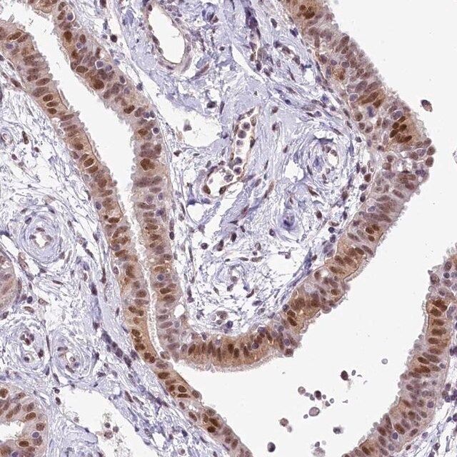 Anti-MRPL54 antibody produced in rabbit