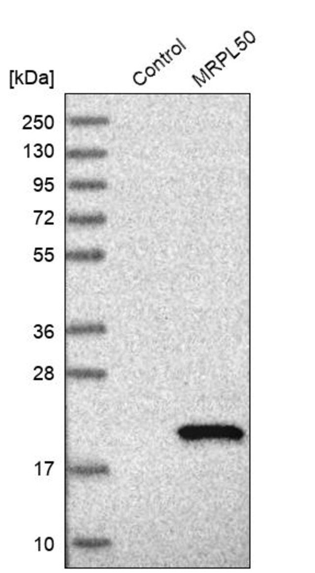 Anti-MRPL50 antibody produced in rabbit