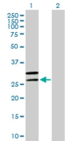 Anti-MRPL2 antibody produced in mouse