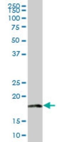 Anti-MRPL18 antibody produced in mouse