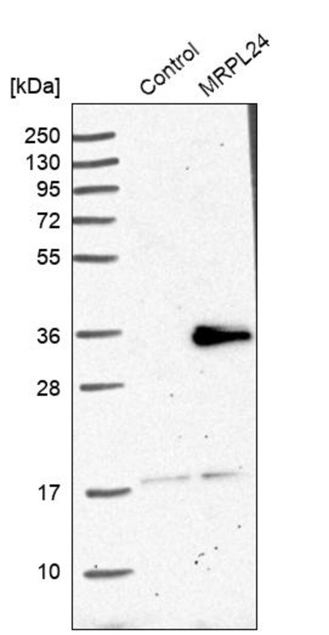 Anti-MRPL24 antibody produced in rabbit