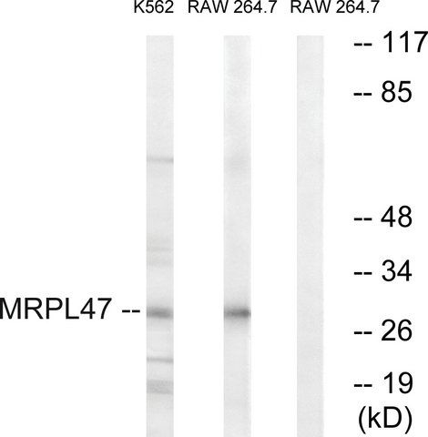 Anti-MRPL47 antibody produced in rabbit