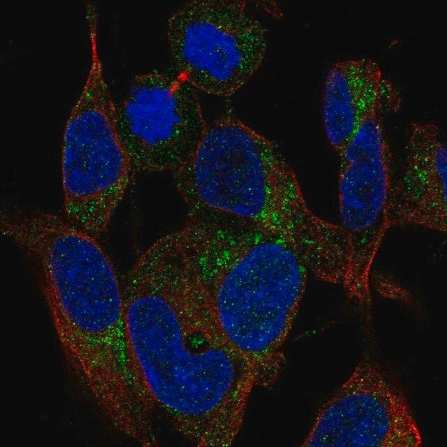 Anti-MRPS21 antibody produced in rabbit