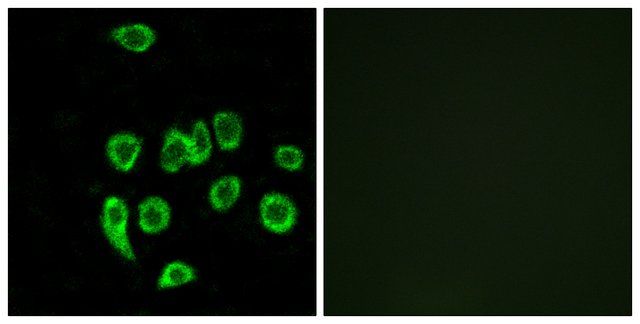 Anti-MRPL32 antibody produced in rabbit