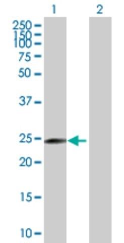 Anti-MRPL40 antibody produced in mouse