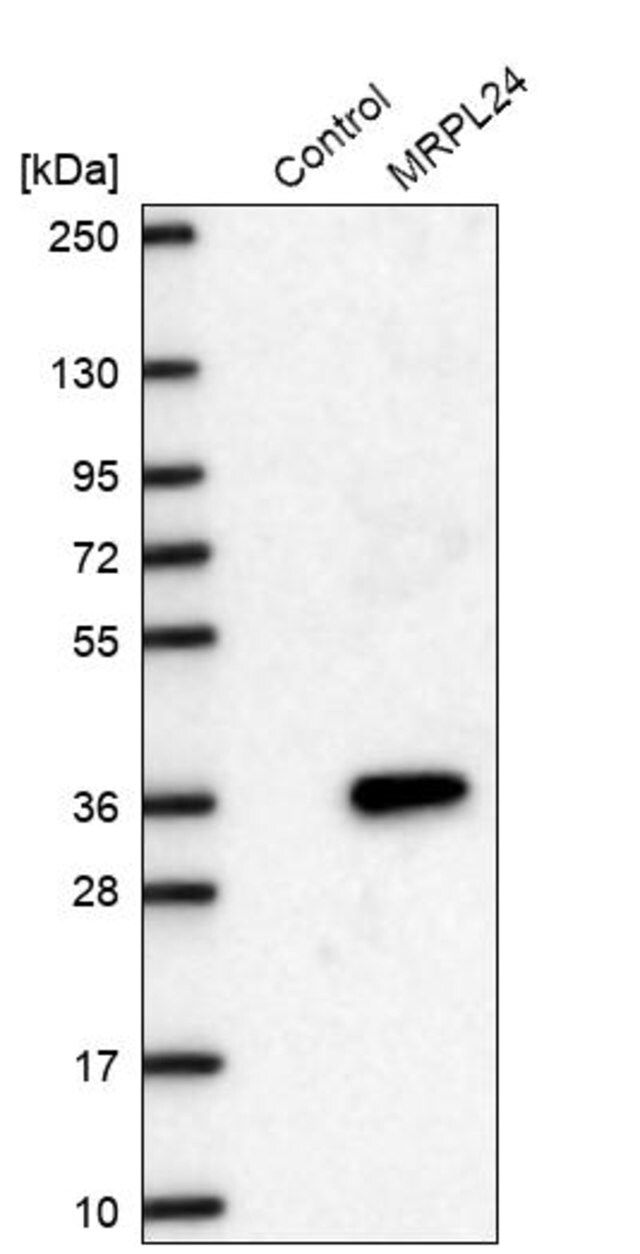 Anti-MRPL24 antibody produced in rabbit