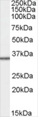 Anti-MRPL3 antibody produced in goat