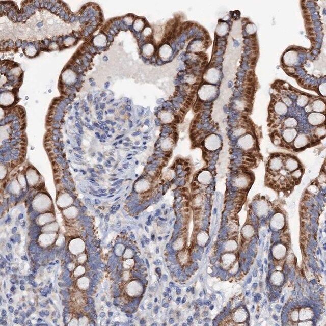 Anti-MRPL48 antibody produced in rabbit