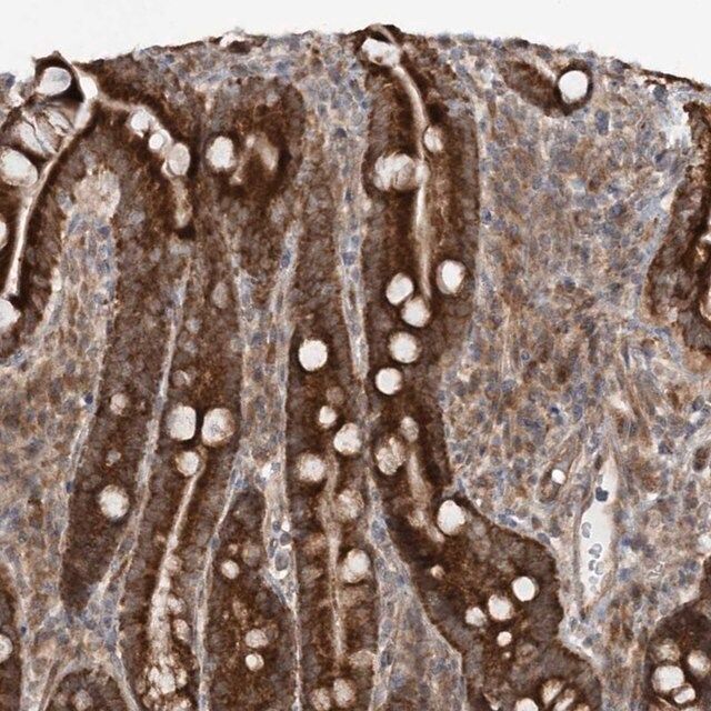 Anti-MRPL47 antibody produced in rabbit