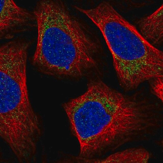 Anti-MRPL57 antibody produced in rabbit