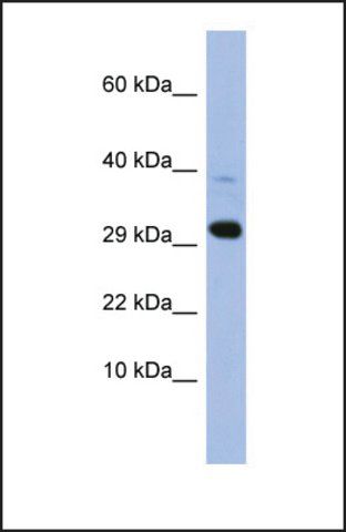 Anti-MRPL47 antibody produced in rabbit