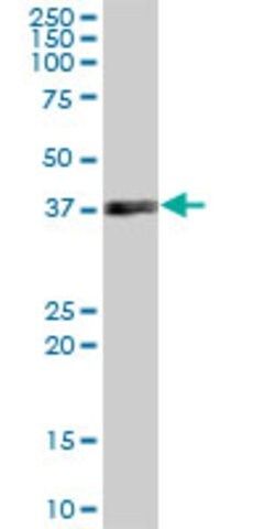 Anti-MRPS35 antibody produced in mouse