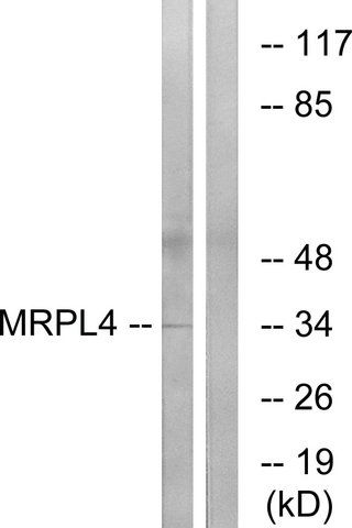 Anti-MRPL4 antibody produced in rabbit