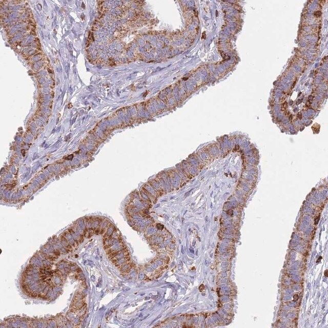 Anti-MRPL54 antibody produced in rabbit