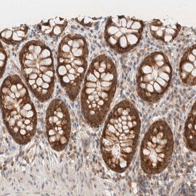 Anti-MRPL41 antibody produced in rabbit