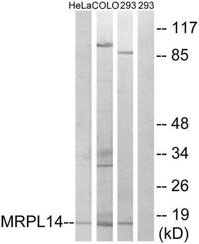 Anti-MRPL14, C-Terminal antibody produced in rabbit