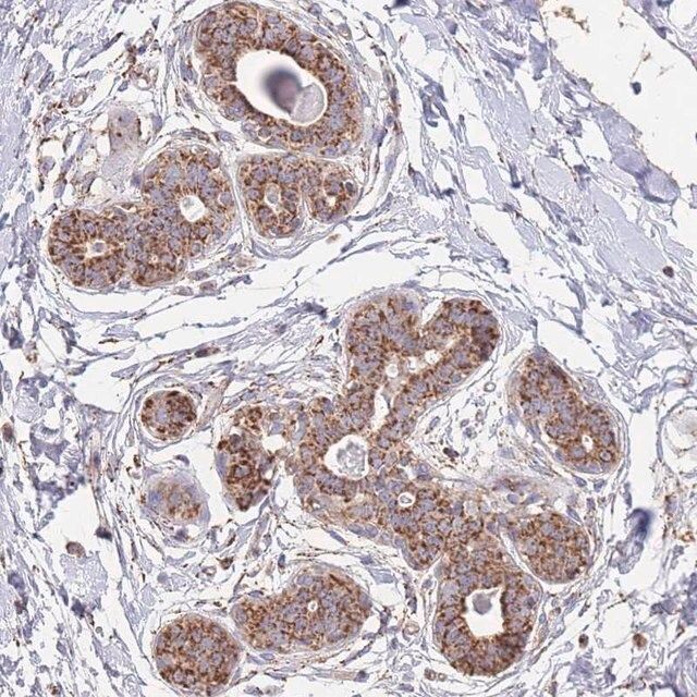 Anti-MRPL17 antibody produced in rabbit