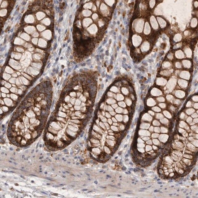 Anti-MRPL41 antibody produced in rabbit