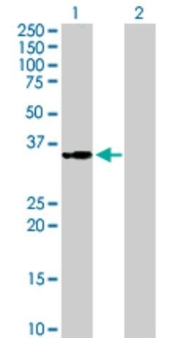 Anti-MRPS2 antibody produced in mouse