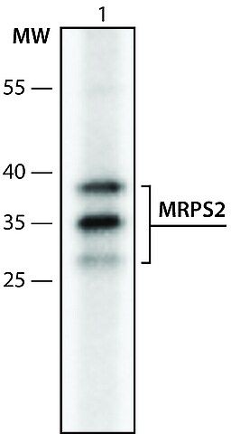 Anti-MRPS2 (186-197) antibody produced in rabbit