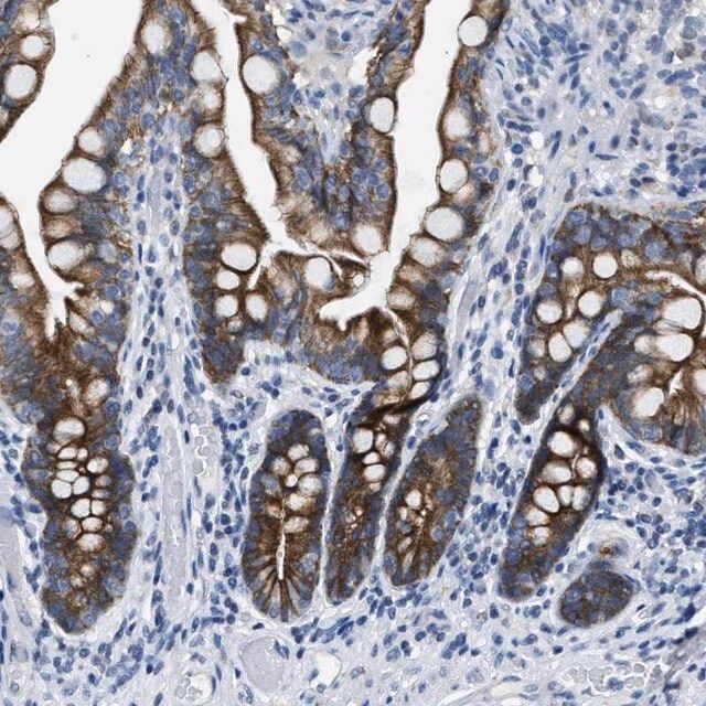 Anti-MRPL39 antibody produced in rabbit