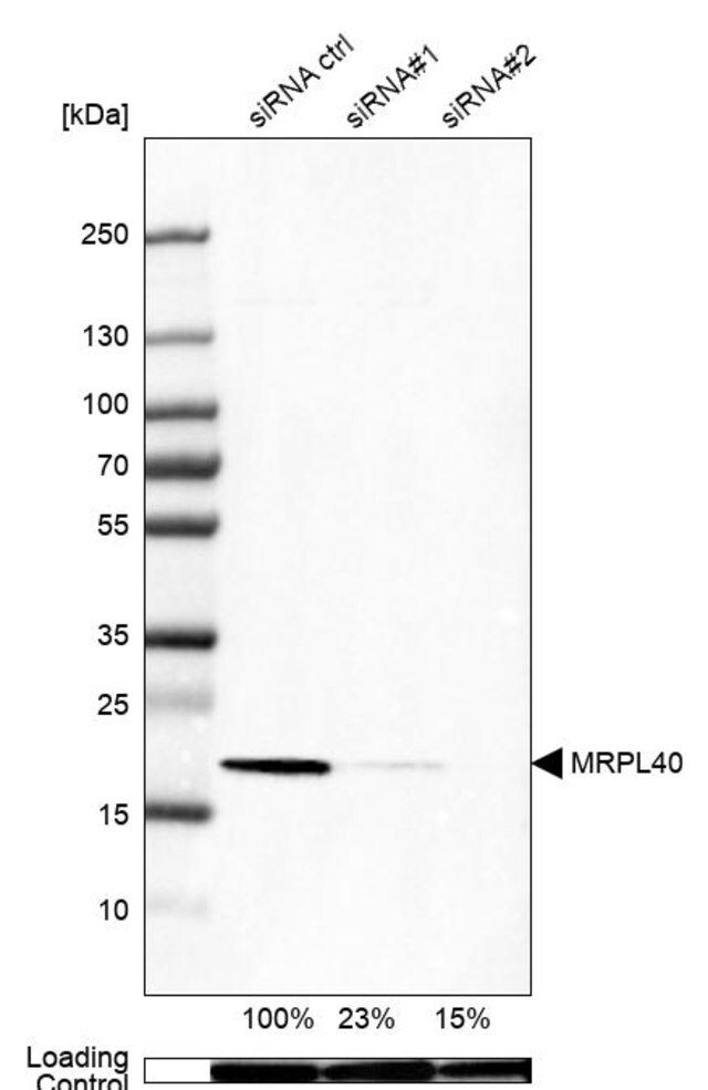 Anti-MRPL40 antibody produced in rabbit