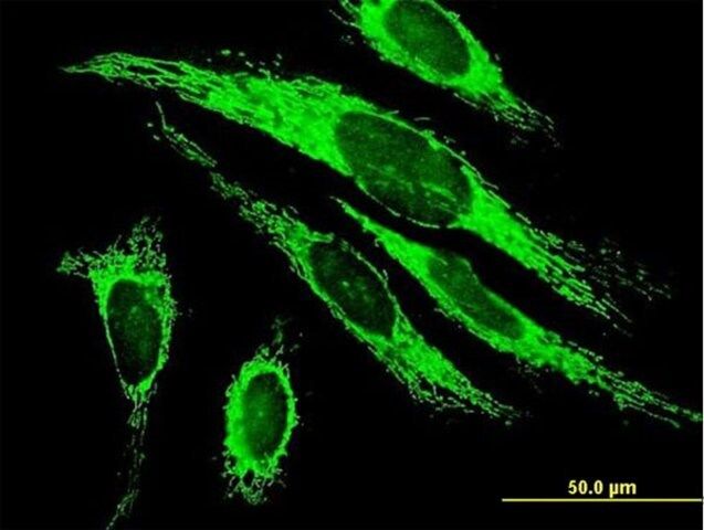 Anti-MRPS27 antibody produced in mouse