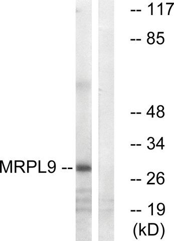 Anti-MRPL9, C-Terminal antibody produced in rabbit