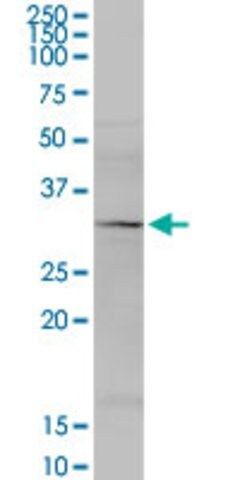 Anti-MRPS34 antibody produced in rabbit